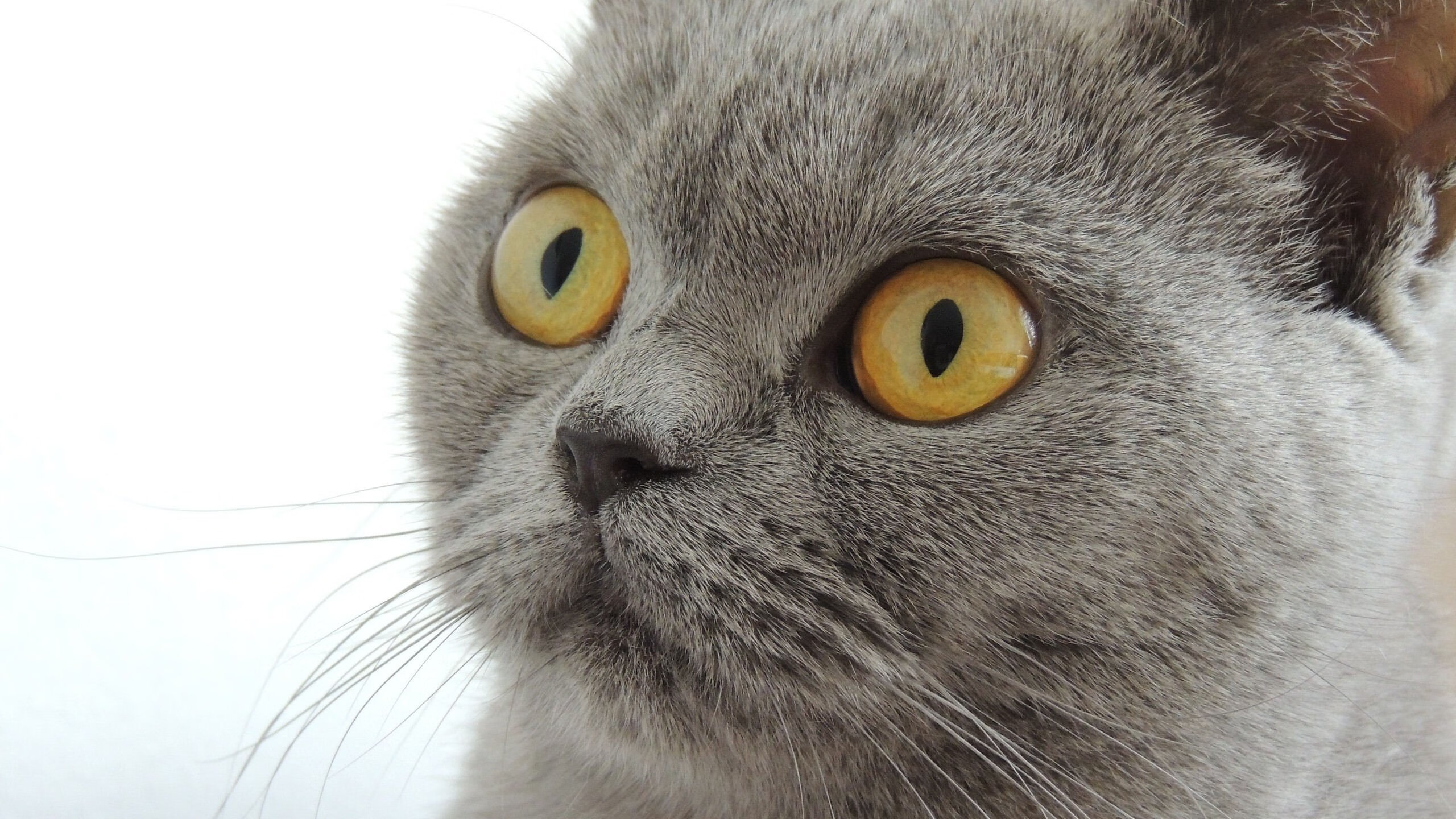 锐不可当引爆全场！莎拉波娃意外战胜切尔西再创辉煌时刻